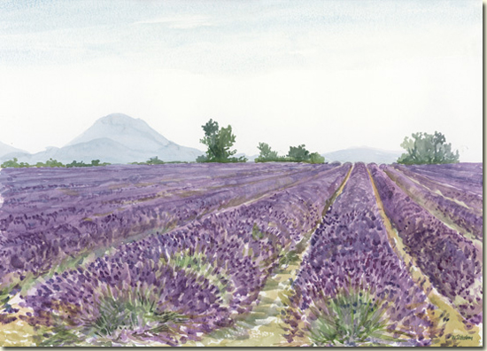 Lavender Fields, Puimoisson