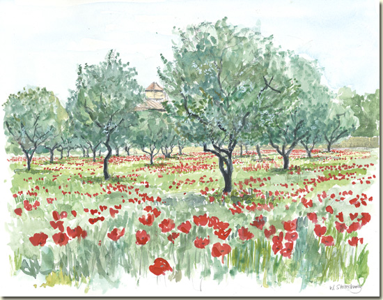 Poppies in an Olive Grove
