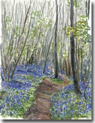 Bluebells